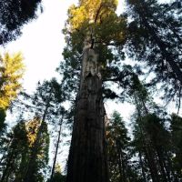 Nelder Grove ico