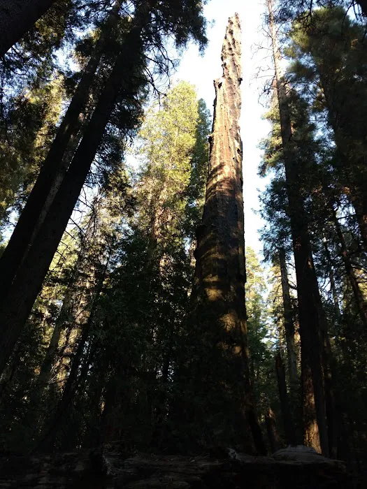 Nelder Grove Picture 4