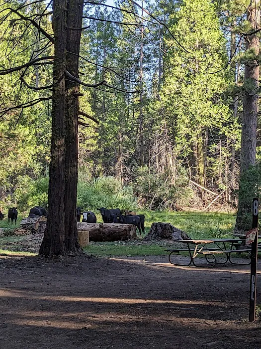 Kelty Meadow Campground Picture 2
