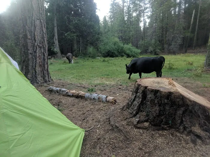 Kelty Meadow Campground - Office Picture 3