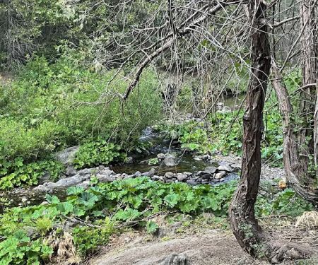 Texas Flat Group Campground