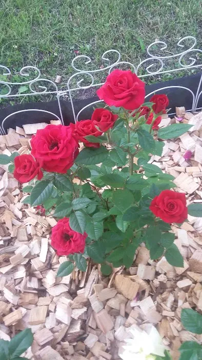 Park Village Mobile Home Park Picture 5