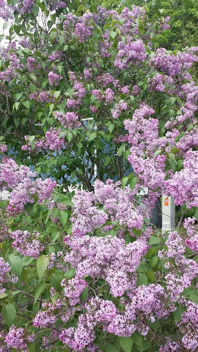 Evergreen Village Picture 5