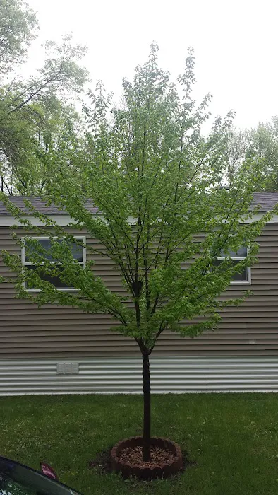 Evergreen Village Picture 7