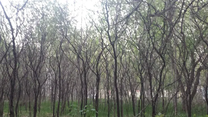 Evergreen Village Picture 3