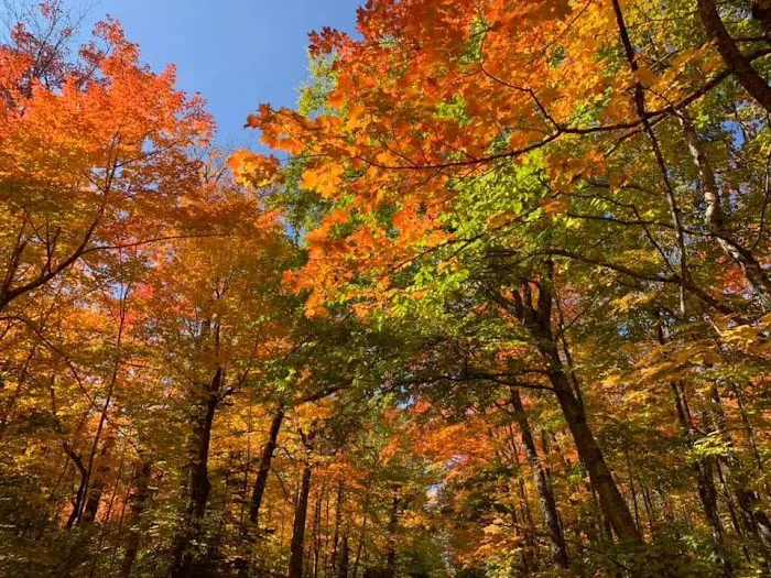 Bremen Woods Resort Picture 10