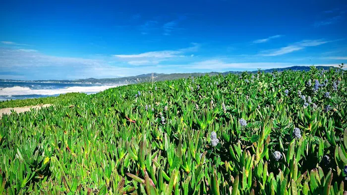 Half Moon Bay State Park Picture 2