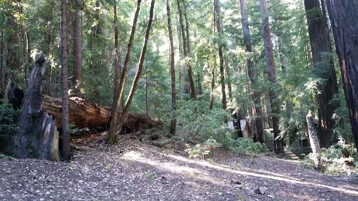 Camp Liahona Redwoods Picture 6