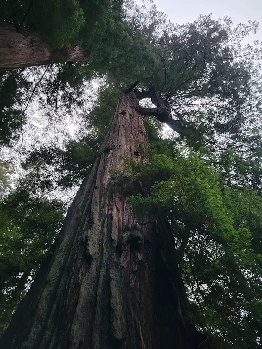 Camp Liahona Redwoods Picture 1