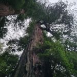 Camp Liahona Redwoods
