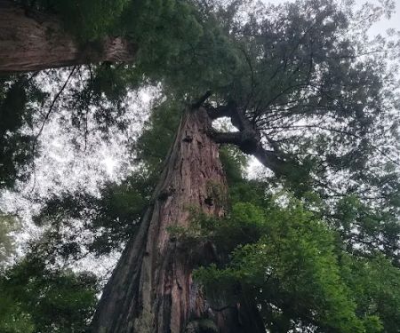 Camp Liahona Redwoods