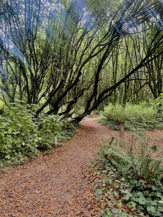 Gualala Point Regional Park Campground Picture 4