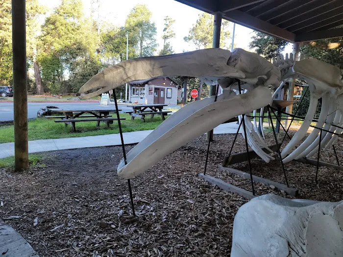 Westpine Campground | MacKerricher Picture 5