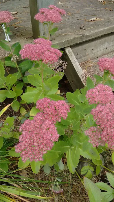 Sun Bay Mobile Home Park & Campground Picture 4