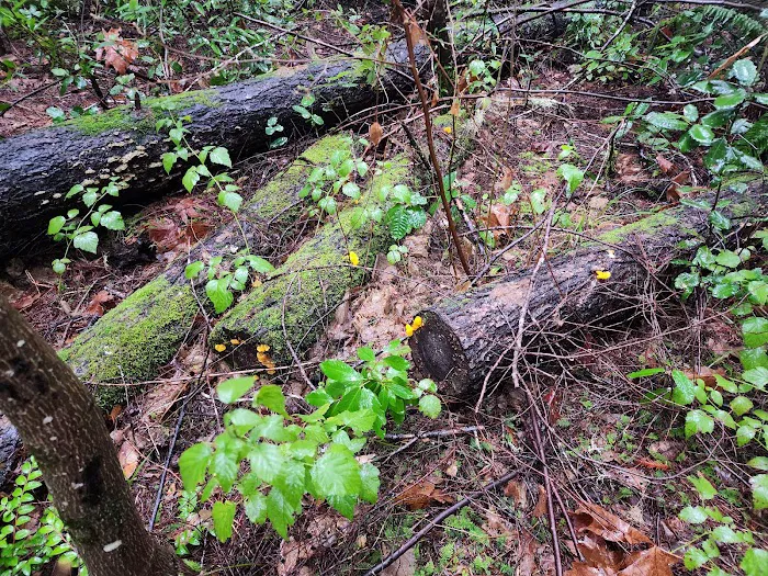 Rock Creek Campground Picture 10