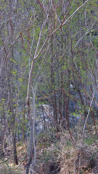 Stoneybrook South Picture 9