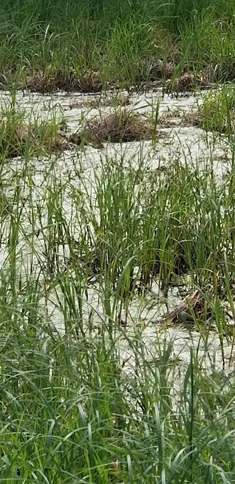 Stoneybrook South Picture 10