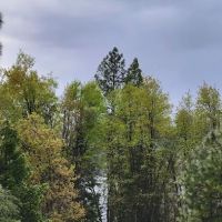 Lupine Campground ico