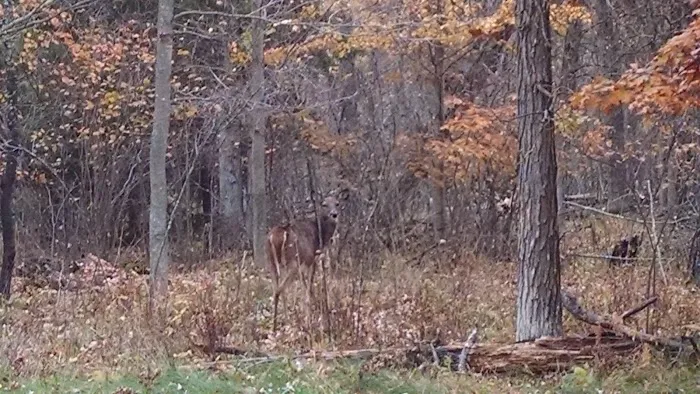 Chatham Park Picture 8