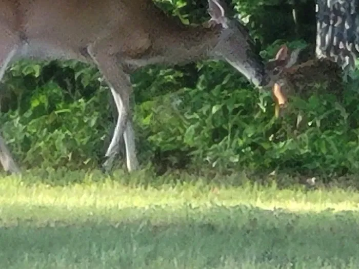 Happy Ours Rv Park Picture 2