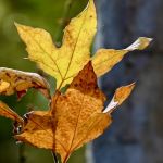 Youth Area Group Campsite