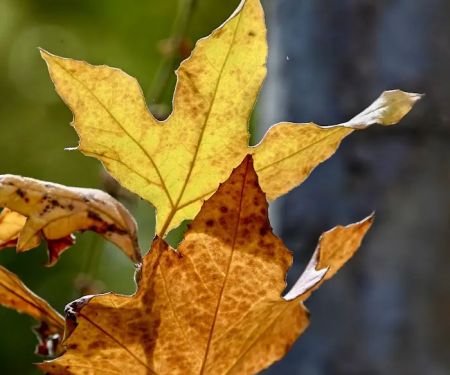 Youth Area Group Campsite