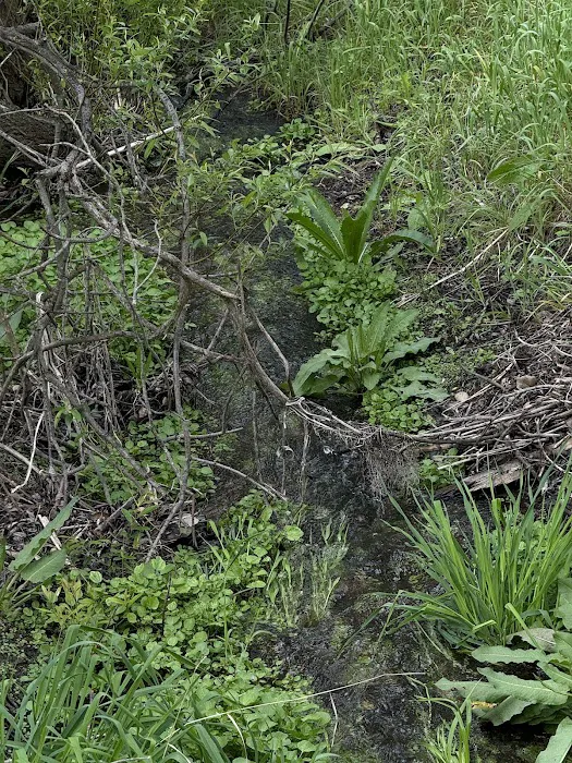 Youth Area Group Campsite Picture 6