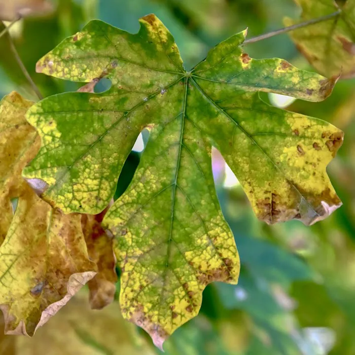 Youth Area Group Campsite Picture 8