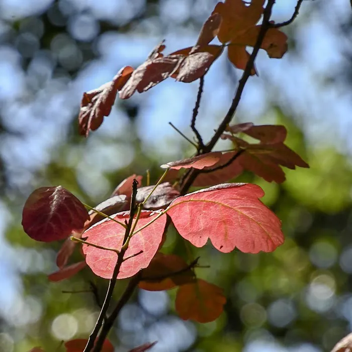 Youth Area Group Campsite Picture 10