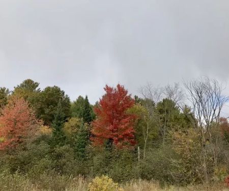 Hawkins Mobile Home Park