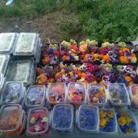 Pacheco Creek Gardens ico