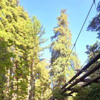 Doug Fir Group Site ico