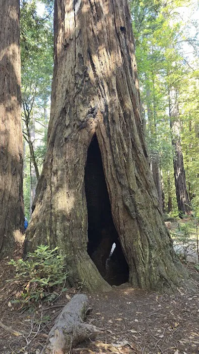 Doug Fir Group Site Picture 4