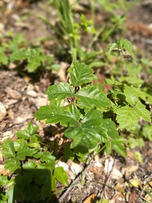 McCormick Creek Camp & Gardens LLC Picture 8