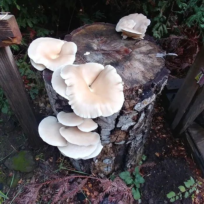 McCormick Creek Camp & Gardens LLC Picture 6