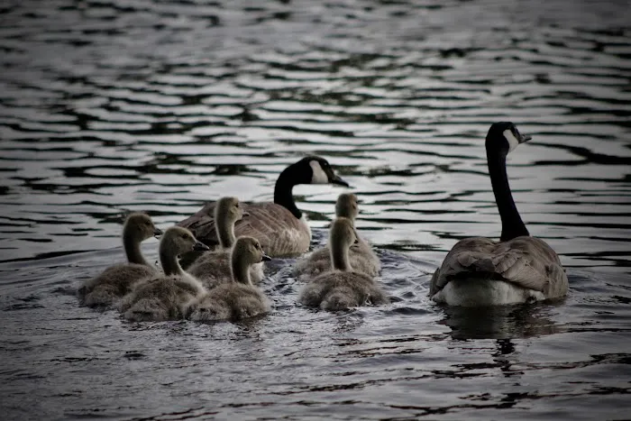 Red Pine Campground Picture 6