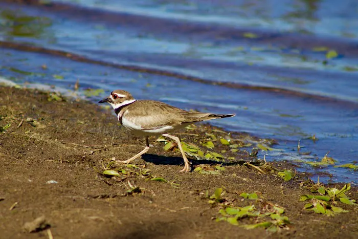 Red Pine Campground Picture 7