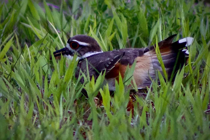 Red Pine Campground Picture 8