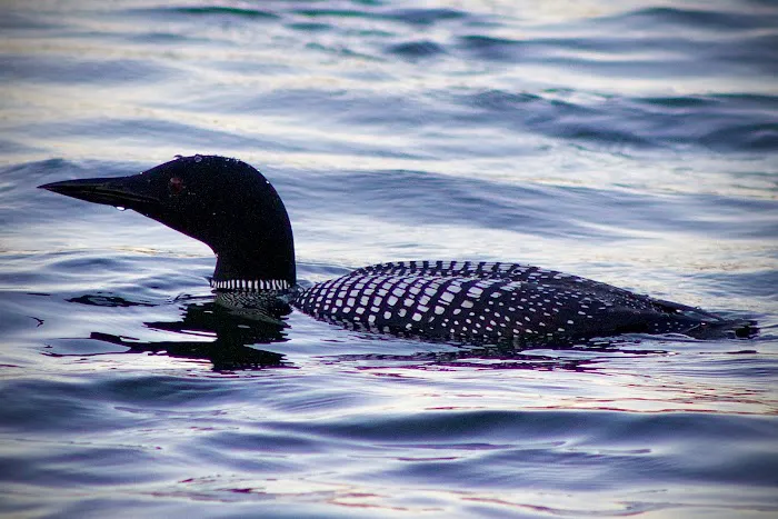 Red Pine Campground Picture 5