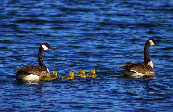 Red Pine Campground Picture 10