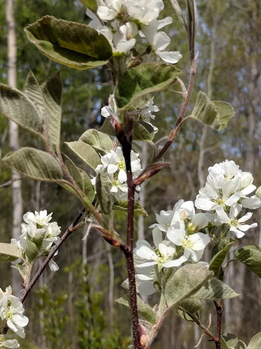 Pleasant View Mobile Home Park Picture 5