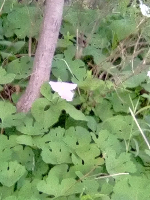 Pleasant View Mobile Home Park Picture 10