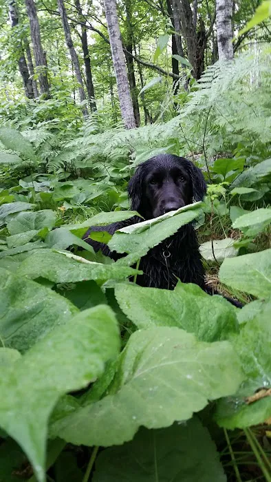 Zenith Terrace Picture 5