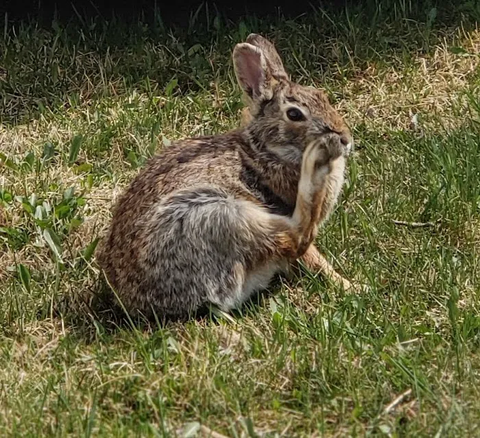 Zenith Terrace Picture 10