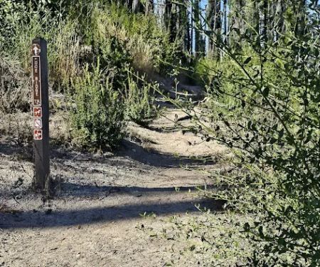 Ben Ries Campground, Butano State Park