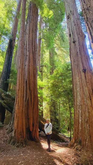 Portola Redwoods State Park Campground Picture 4
