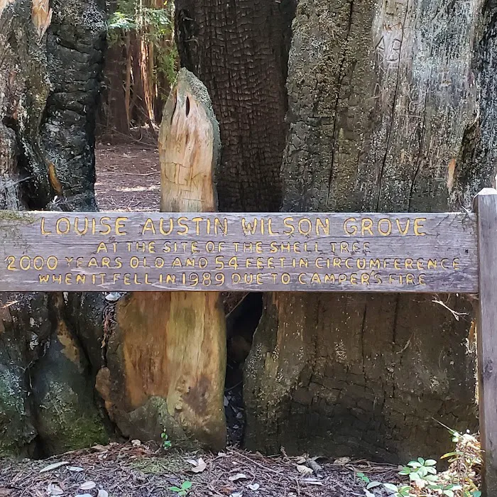 Portola Redwoods State Park Campground Picture 3