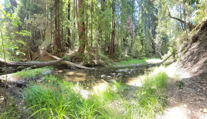 Portola Redwoods State Park Campground Picture 5