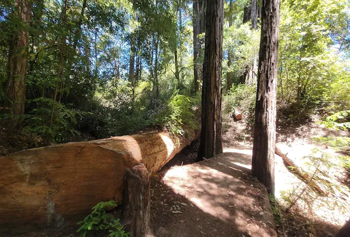 Portola Redwoods State Park Campground Picture 6