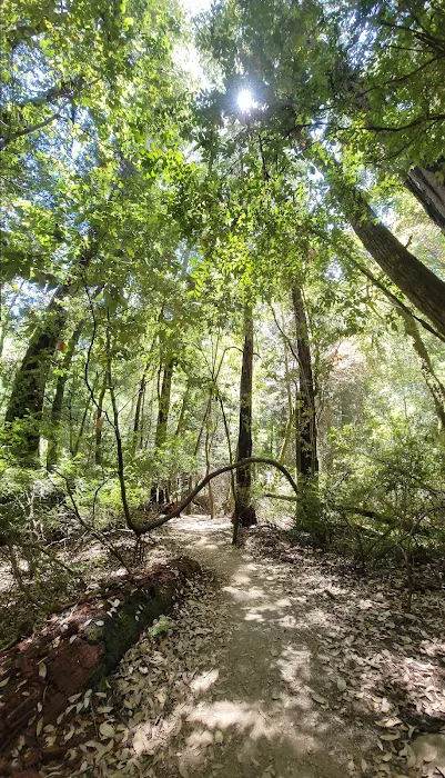 Portola Redwoods State Park Campground Picture 9